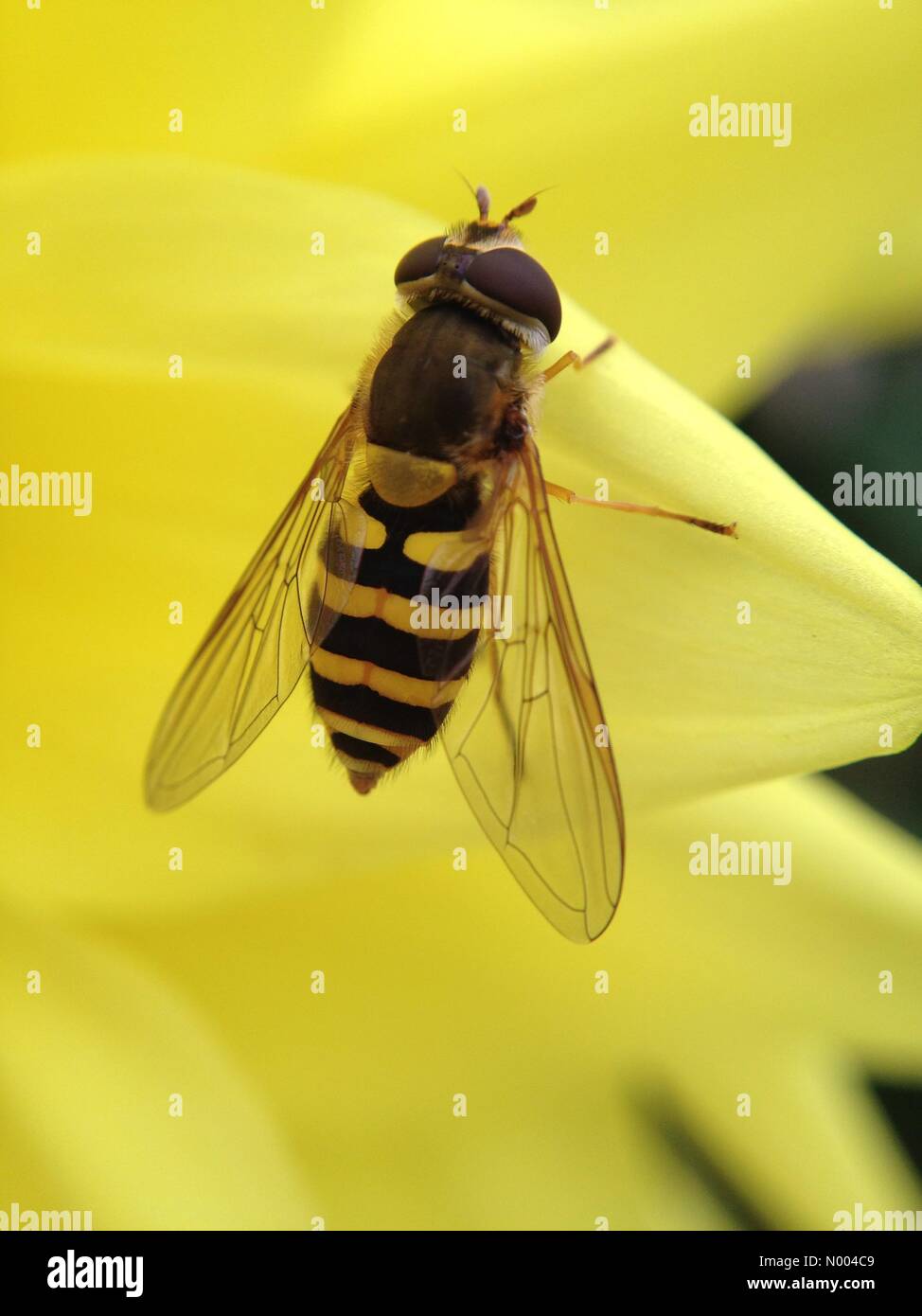 UK Météo : ciel couvert avec le hover flies sont toujours occupés à féconder dans Golden Acre Park, près de Leeds, West Yorkshire. Prises le 17 septembre 2015. Banque D'Images