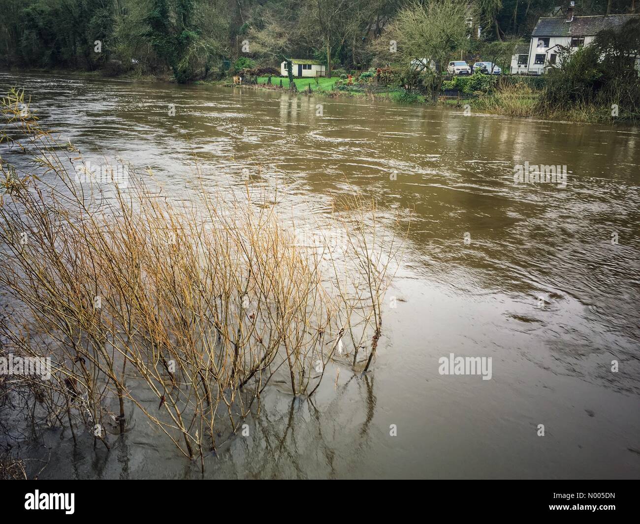 Arbres submergé et High River Severn à Ironbridge Shropshire 27 Décembre 2015 Banque D'Images