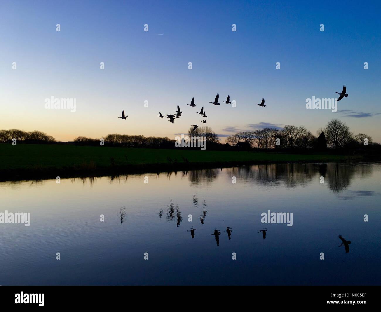 Météo France 29 Décembre. Lever du soleil avec les oies survolant la Leeds et Liverpool canal à Adlington dans le Lancashire. Banque D'Images Météo France 29 Décembre. Lever du soleil avec les oies survolant la Leeds et Liverpool canal à Adlington dans le Lancashire. Banque D'Images