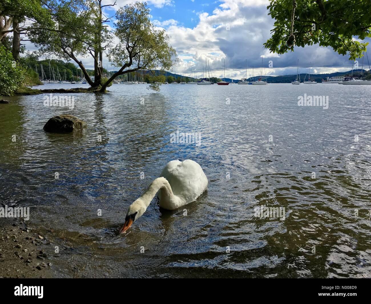 UK Météo : ensoleillé après-midi à Bowness on Windermere Lake. Banque D'Images UK Météo : ensoleillé après-midi à Bowness on Windermere Lake. Banque D'Images