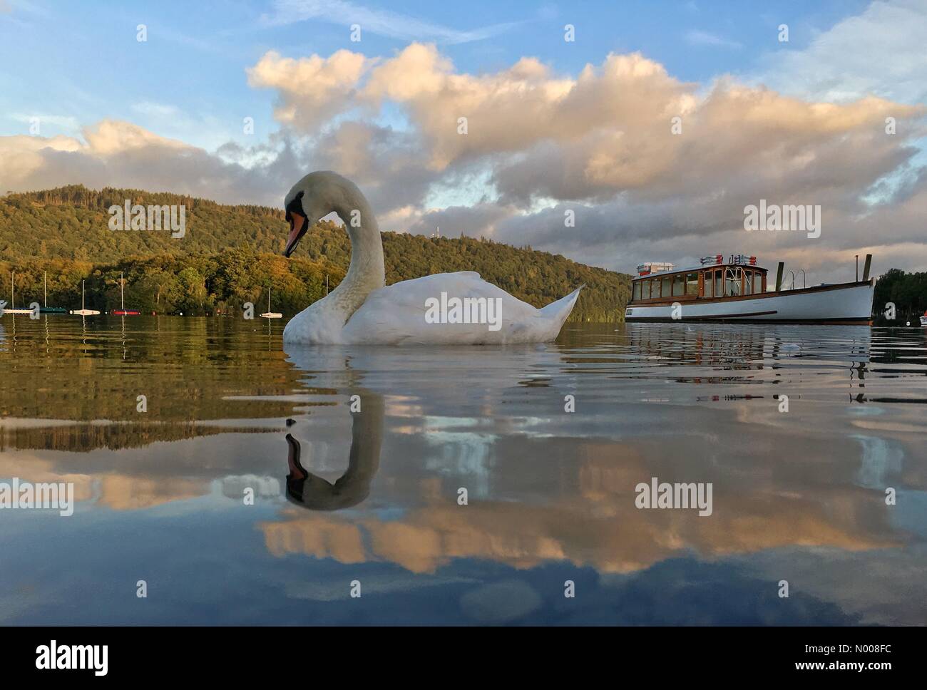 UK Météo : soleil du matin à Bowness-on-Windermere. Swan reflété dans le lac Windermere Banque D'Images UK Météo : soleil du matin à Bowness-on-Windermere. Swan reflété dans le lac Windermere Banque D'Images