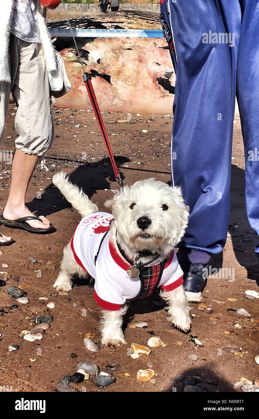 S W Coast Path, Dawlish, Royaume-Uni. Sep 30, 2016. Visites chien carcasse de baleine morte échouée à Red Rock, Exmouth, Devon/StockimoNews nidpor : Crédit/Alamy Live News Banque D'Images