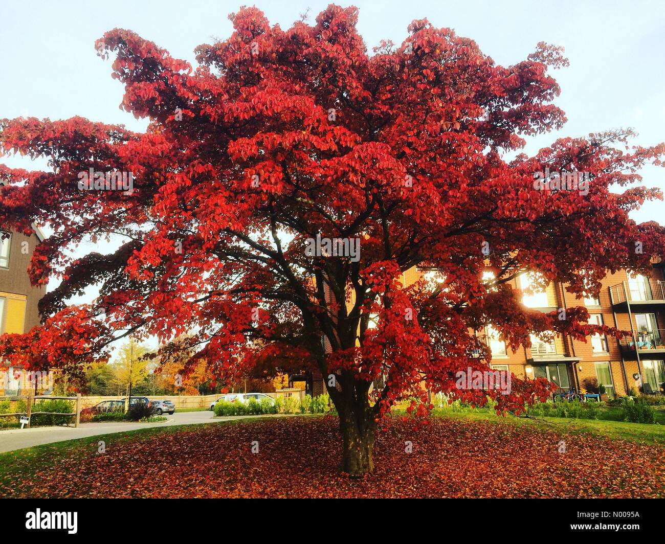 Sycamore Ave, Godalming, UK. 30Th Oct, 2016. Météo britannique 30 octobre 2016 : haute pression conditions anticycloniques ont persisté sur les Home Counties et sec qui s'installe la météo. Une scène d'automne à Godalming, Surrey. /StockimoNews jamesjagger : Crédit/Alamy Live News Banque D'Images