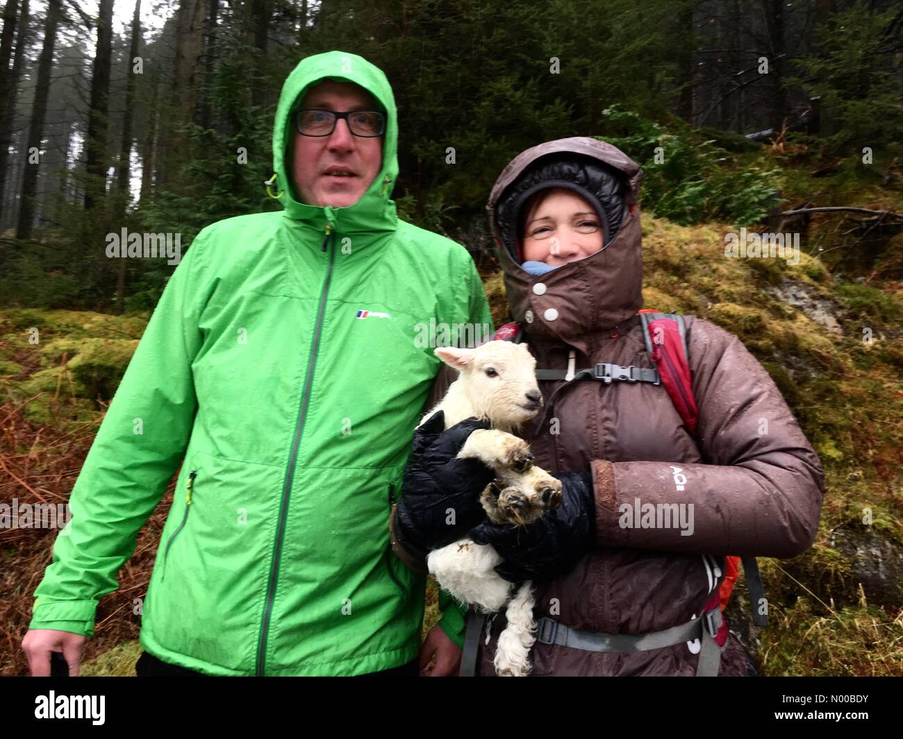 UK - Elan Valley Mid Wales - Walkers sauver un agneau égaré durant de fortes pluies dans l'Elan Valley avant de prendre l'agneau à une ferme voisine. Banque D'Images