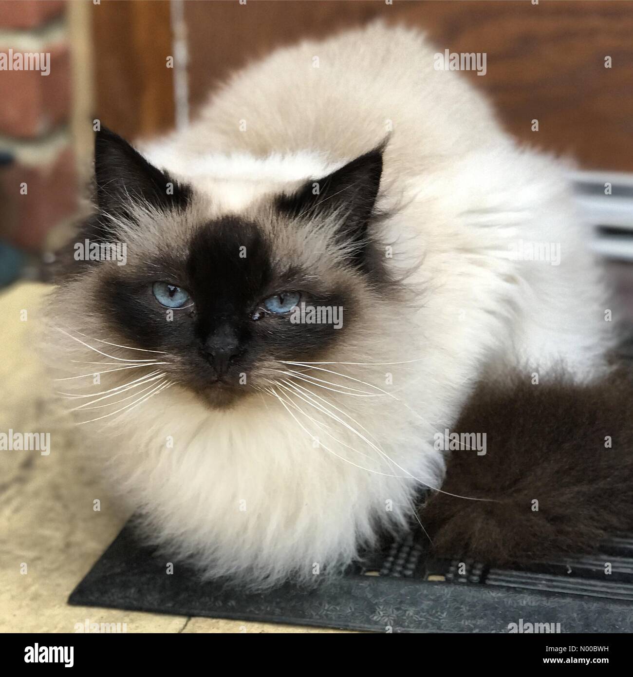 Sycamore Ave, Godalming, UK. 18 Mar, 2017. Un pedigree chat Persan à regarder la caméra dans une zone rurale de Surrey. /StockimoNews jamesjagger : Crédit/Alamy Live News Banque D'Images