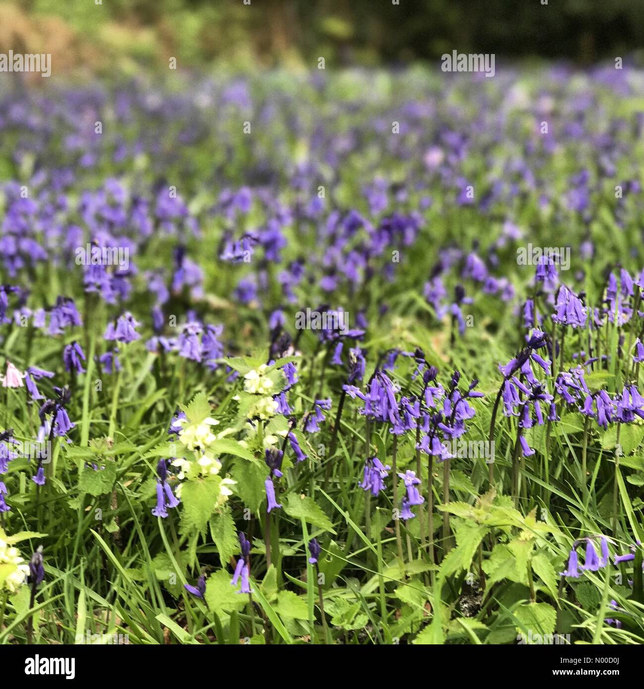 Littleford Ln, Guildford, Royaume-Uni. Apr 21, 2017. Météo France : Nuageux Wonersh. Wonersh, commune de Blackheath. 21 avril 2017. Météo anticyclonique a haute pression à la couverture nuageuse Home Counties aujourd'hui. Bluebells de Wonersh à Surrey. /StockimoNews jamesjagger : Crédit/Alamy Live News Banque D'Images