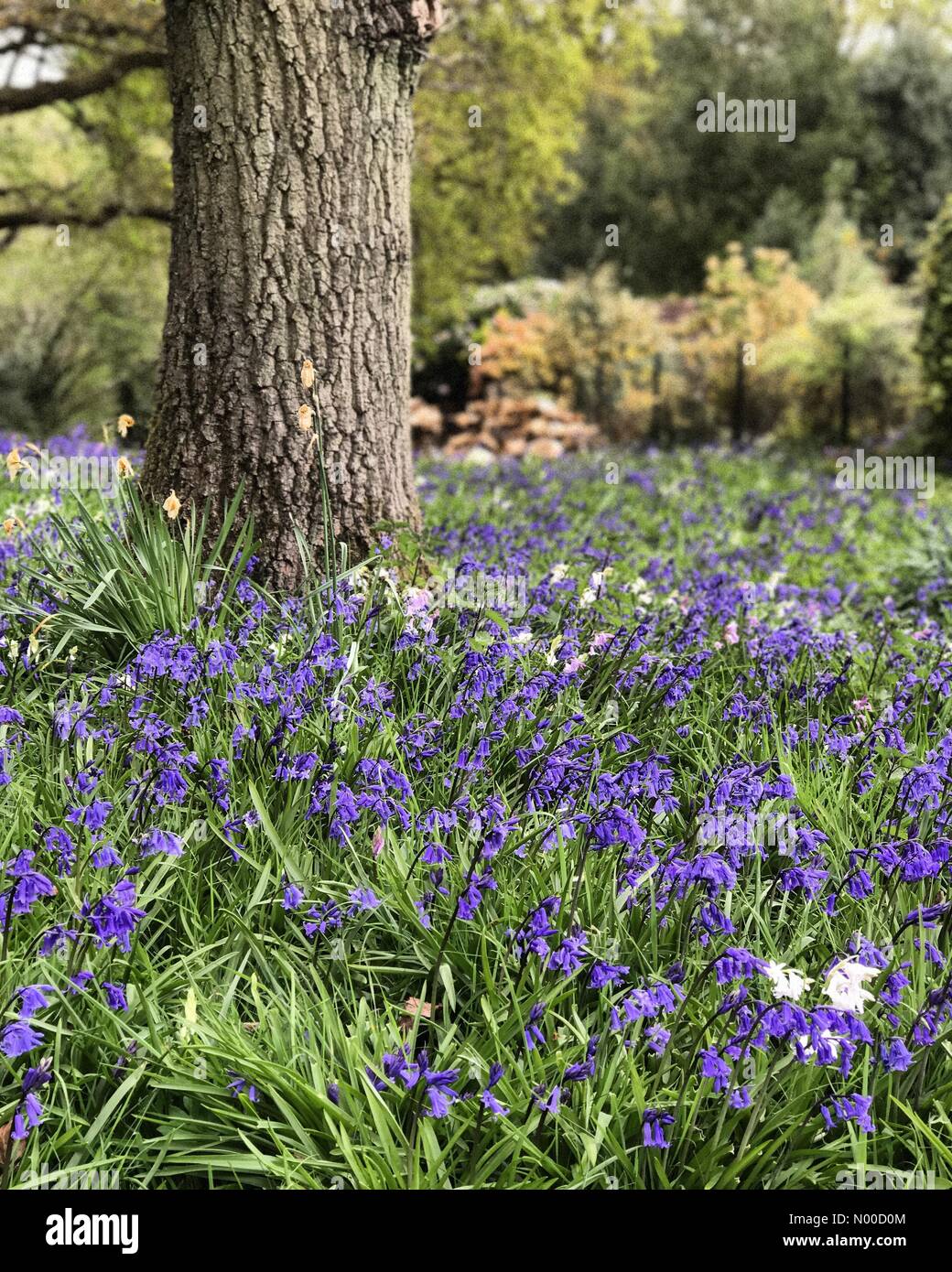 Littleford Ln, Guildford, Royaume-Uni. Apr 21, 2017. Météo France : Nuageux Wonersh. Wonersh, commune de Blackheath. 21 avril 2017. Météo anticyclonique a haute pression à la couverture nuageuse Home Counties aujourd'hui. Bluebells de Wonersh à Surrey. /StockimoNews jamesjagger : Crédit/Alamy Live News Banque D'Images