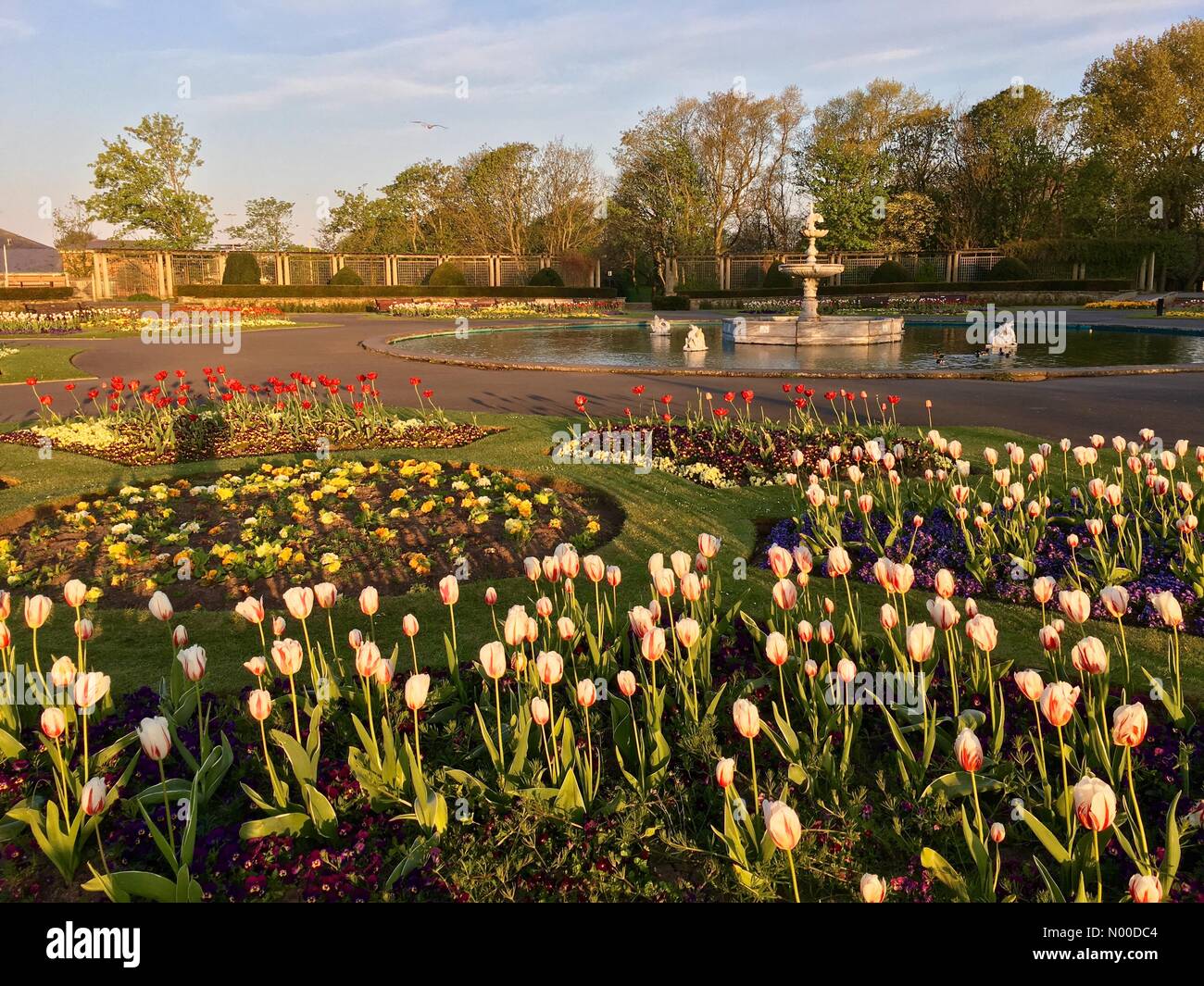 UK Météo : ensoleillé matin à Blackpool. Tôt le matin, ciel bleu clair promet une belle journée dans le parc Stanley, Blackpool Banque D'Images UK Météo : ensoleillé matin à Blackpool. Tôt le matin, ciel bleu clair promet une belle journée dans le parc Stanley, Blackpool Banque D'Images