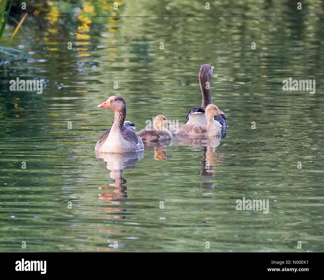 Météo France : oisons à Godalming. Marsh Farm, Godalming. 28 mai 2017. Instable et humide sur la Home Counties ce soir. Les oisons à Godalming, Surrey. /StockimoNews jamesjagger : Crédit/Alamy Live News Banque D'Images