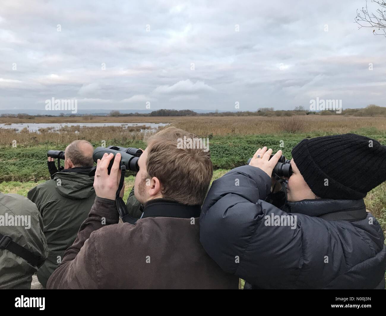 Météo France : 04 Dec 2017 & Mat nuageux terme à la journée au marais d'Avalon, Somerset, Royaume-Uni. Twitchers se rassemblent pour surveiller l'etourneau sansonnet murmuration comme plus d'un million d'oiseaux viennent à se percher dans les roselières. Banque D'Images