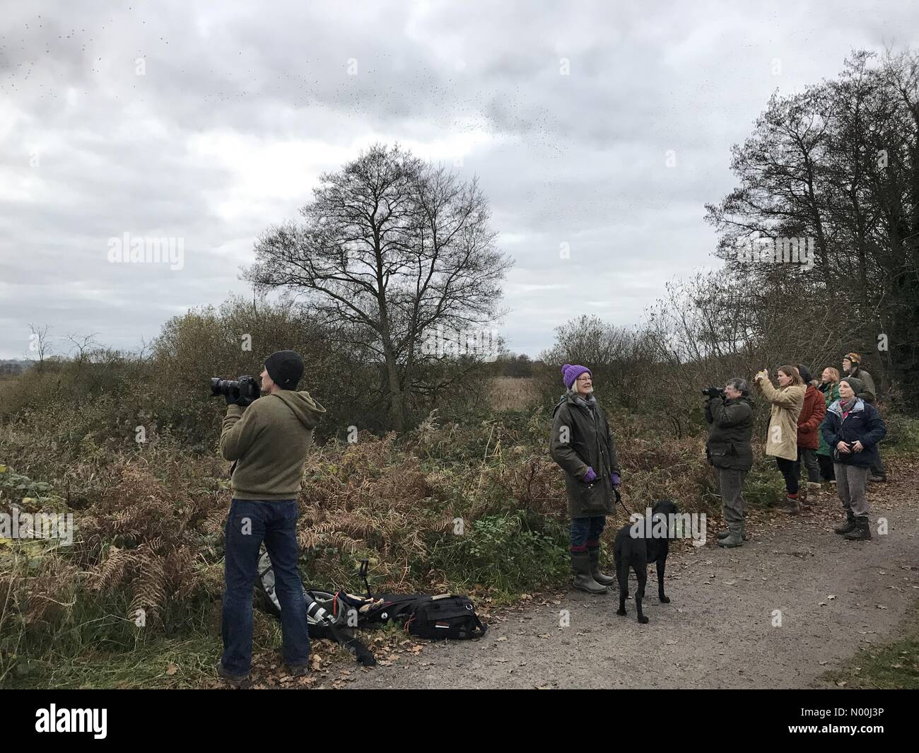 Météo France : 04 Dec 2017 & Mat nuageux terme à la journée au marais d'Avalon, Somerset, Royaume-Uni. Twitchers se rassemblent pour surveiller l'etourneau sansonnet murmuration comme plus d'un million d'oiseaux viennent à se percher dans les roselières. Banque D'Images