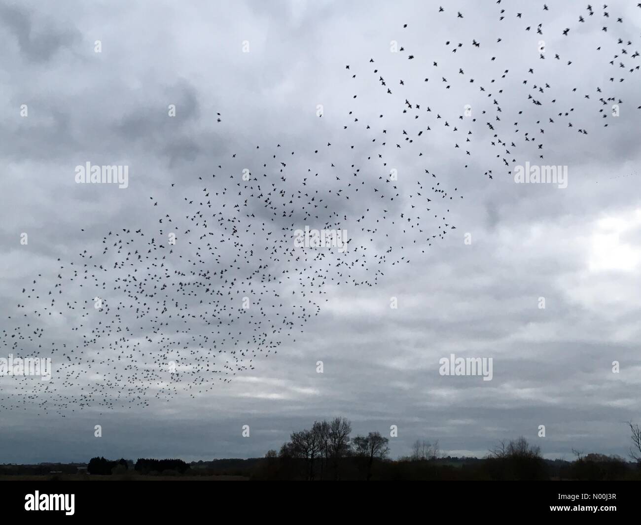 Météo Royaume-Uni : 04 Dec 2017. Murmure de Starling vue à Ham Wall, Avalon Marshes, Somerset, alors que plus d'un million d'oiseaux viennent se percher dans les roseaux par une soirée nuageuse. Banque D'Images