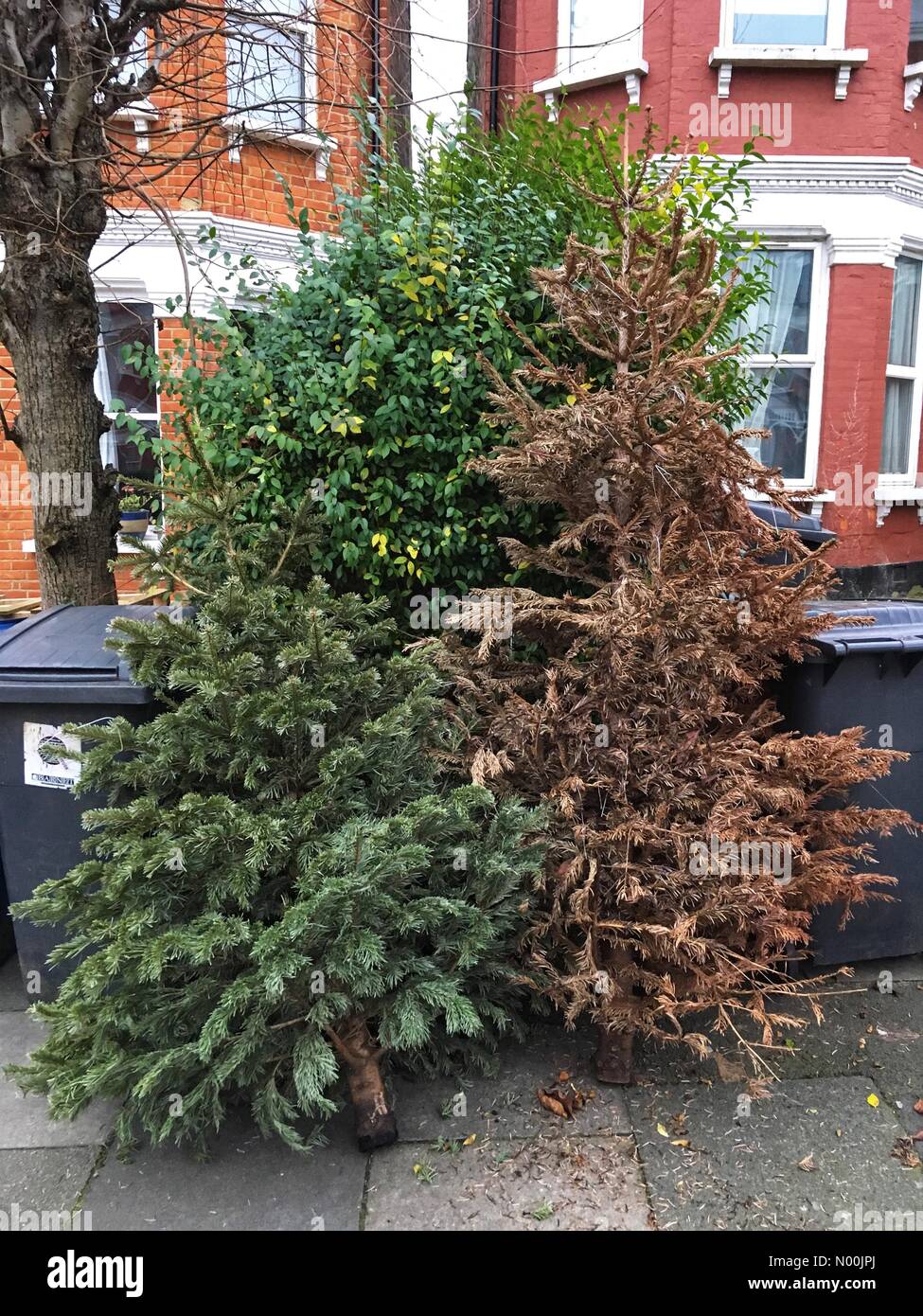 Londres, Royaume-Uni. 8 janvier, 2018. Londres, Royaume-Uni. 8 janvier, 2018. Arbres de Noël à l'extérieur d'une chambre du West End à Londres 2 jours après l'épiphanie, le 8 janvier 2018 Credit : Louisa/StockimoNews Cook/Alamy Live News Crédit : Louisa Cook/StockimoNews/Alamy Live News Banque D'Images