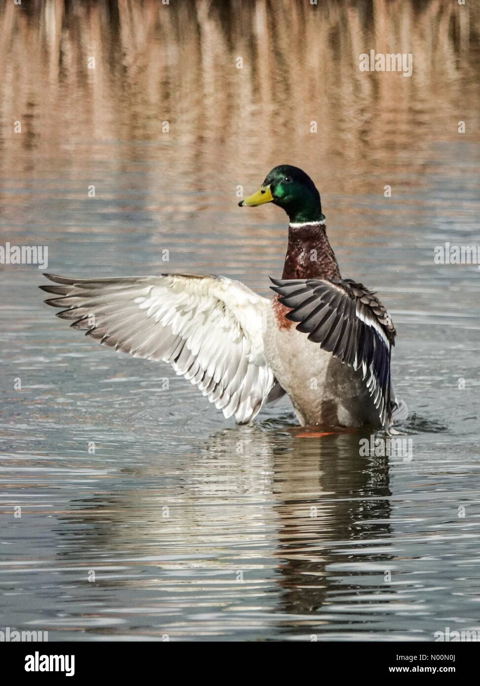 Godalming. Le 31 mars 2018. Soleil et gratuites dans tout le pays d'accueil aujourd'hui. Wildfowl à Godalming, Surrey. /StockimoNews jamesjagger : Crédit/Alamy Live News Banque D'Images