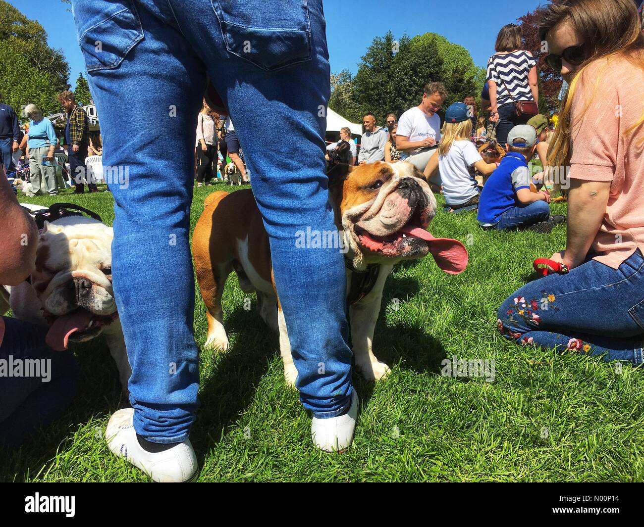 Un bouledogue se repose pendant sex doggy UK météo - Mai 2018 - local Fun Dog Show Banque D'Images