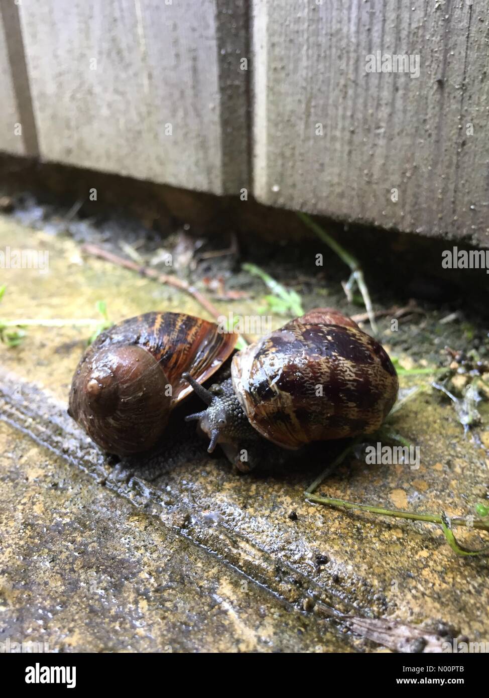 L'Oxfordshire, UK, 25 mai 2018. UK - Springtime escargots sur les dalles humides par un abri de jardin sur un vendredi matin. L'Oxfordshire, UK Crédit : Sharone Parnes/StockimoNews/Alamy Live News Banque D'Images