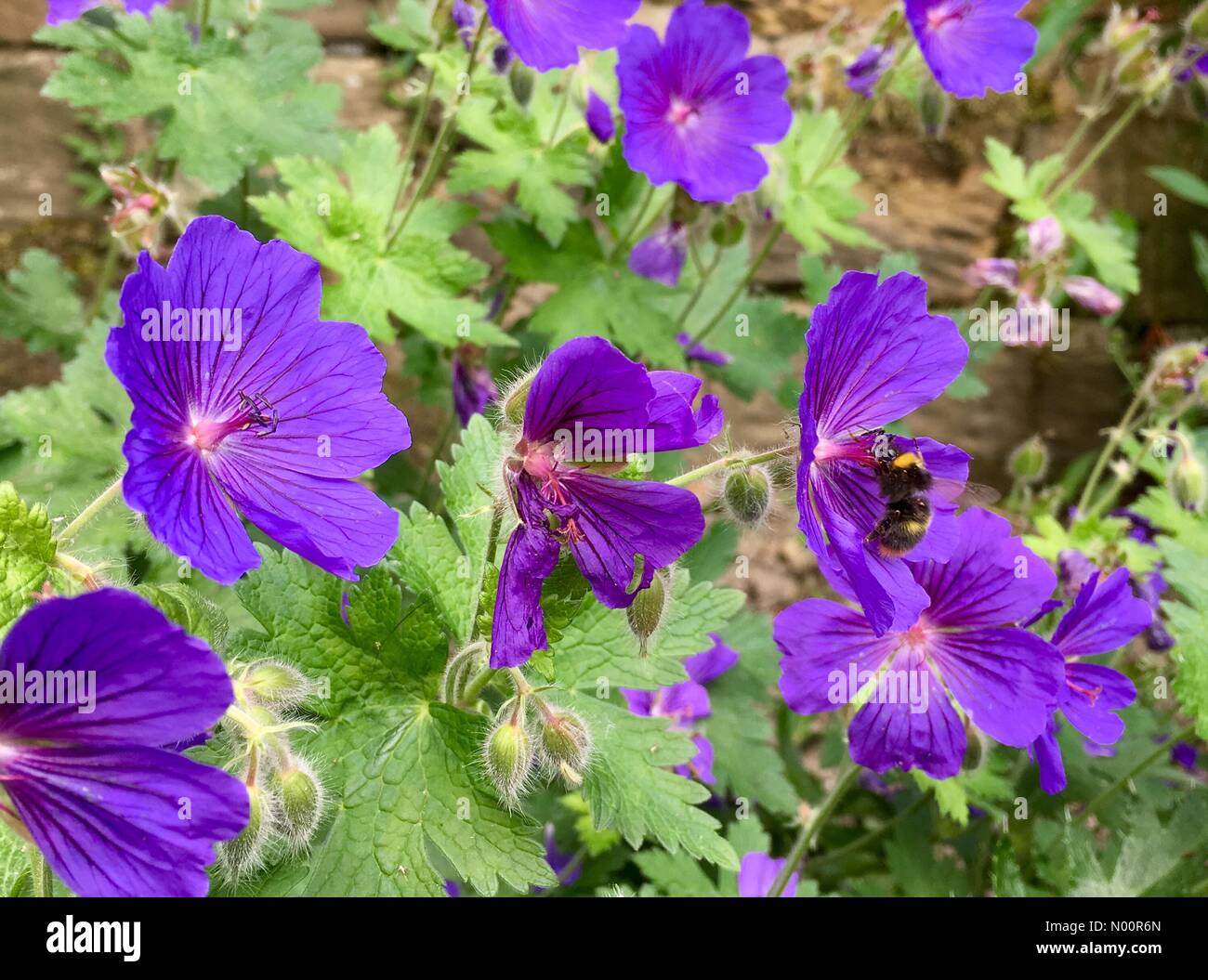 Météo France - 12 juin 2018 à Leeds, Yorkshire. Cet après-midi ensoleillé d'insectes a donné une chance de rassembler le pollen. Cette abeille était occupé à féconder cette fleur de géranium sauvage. Banque D'Images