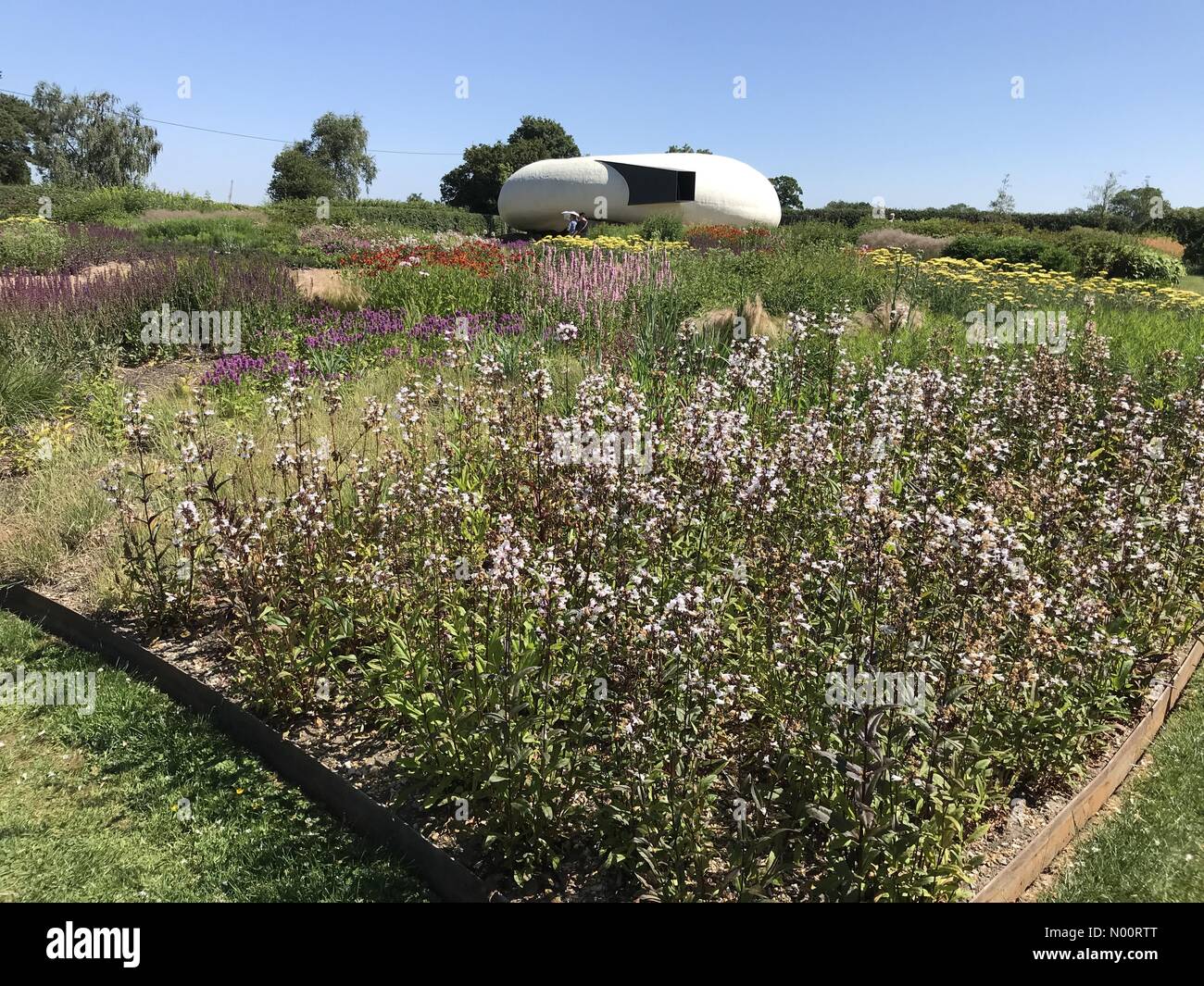 Le Somerset, Royaume-Uni, le 30 juin 2018. Météo France : la canicule se poursuit à mesure que les gens à pied avec des parasols à l'ensoleillement en champ Oudolf, conçu par Piet Oudolf, Hauser & Wirth, Bruton, Somerset, England Crédit : Josie Elias/StockimoNews/Alamy Live News Banque D'Images