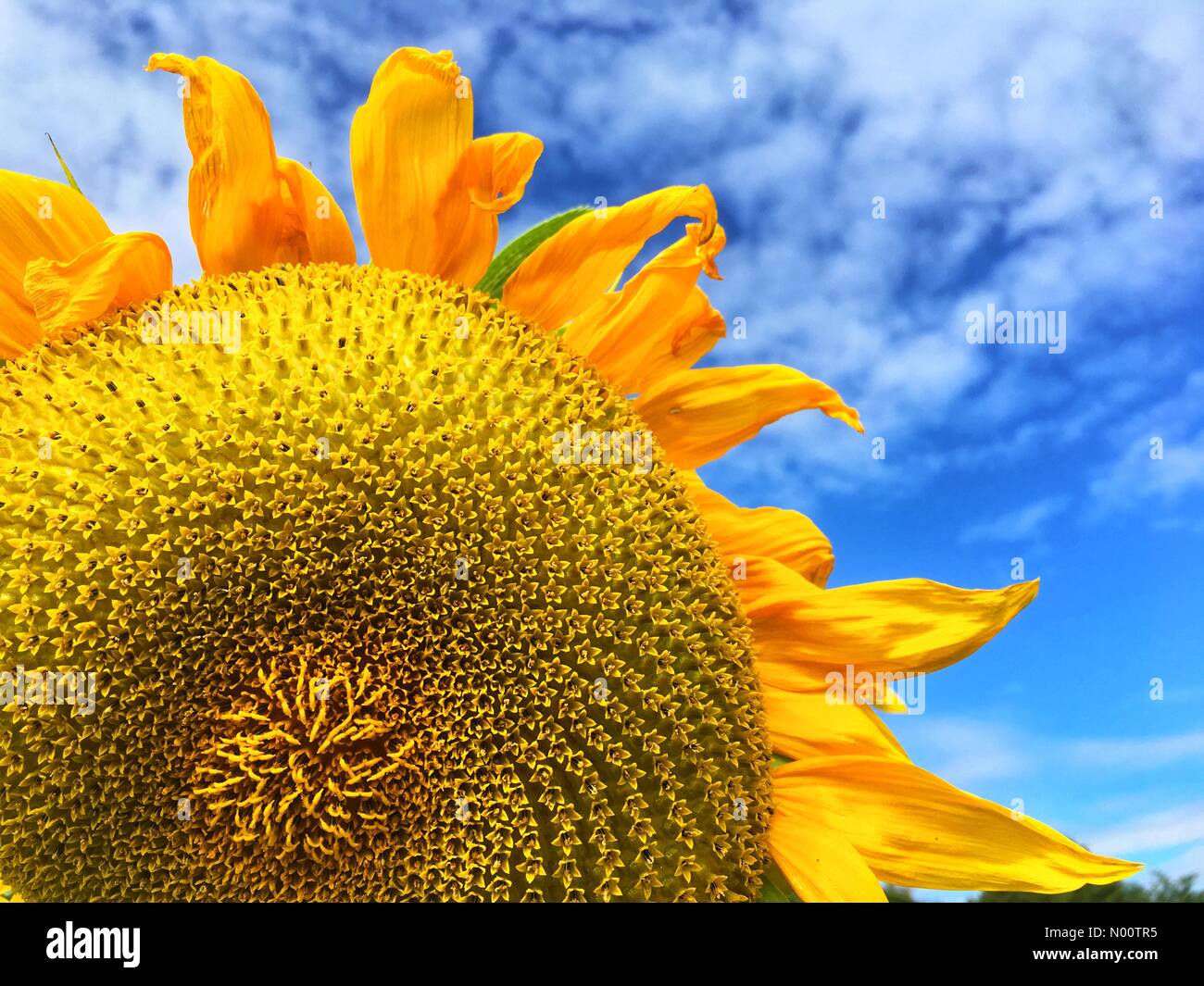 Météo Royaume-uni- tournesols dans Hereford - Tournesols se prélasser au soleil d'été sur une autre journée chaude au Royaume-Uni. Les températures locales de 26c aujourd'hui l'augmentation de 30c dans certaines parties de l'UK demain Banque D'Images