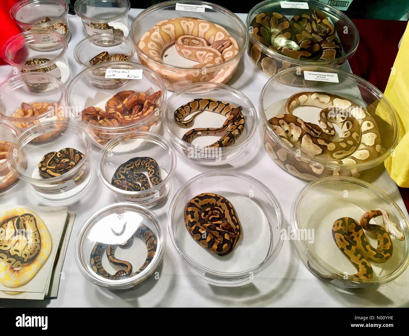 Sturtevant, Wisconsin, USA. 11Th Nov, 2018. SEWERFest annuelle d'automne. South East Wisconsin reptiles exotiques (égouts) Festival présente différents animaux reptiles, DianaJ Stockimo/News/Alamy Crédit : Diana J./StockimoNews/Alamy Live News Banque D'Images