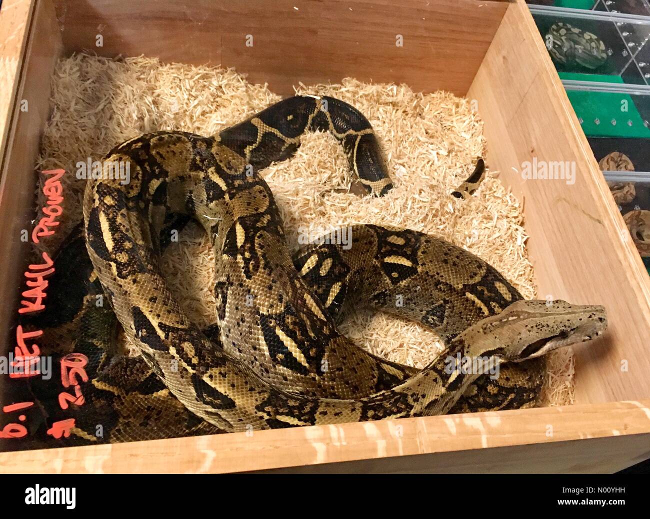 Sturtevant, Wisconsin, USA. 11Th Nov, 2018. SEWERFest annuelle d'automne. South East Wisconsin reptiles exotiques (égouts) Festival présente différents animaux reptiles, DianaJ Stockimo/News/Alamy Crédit : Diana J./StockimoNews/Alamy Live News Banque D'Images