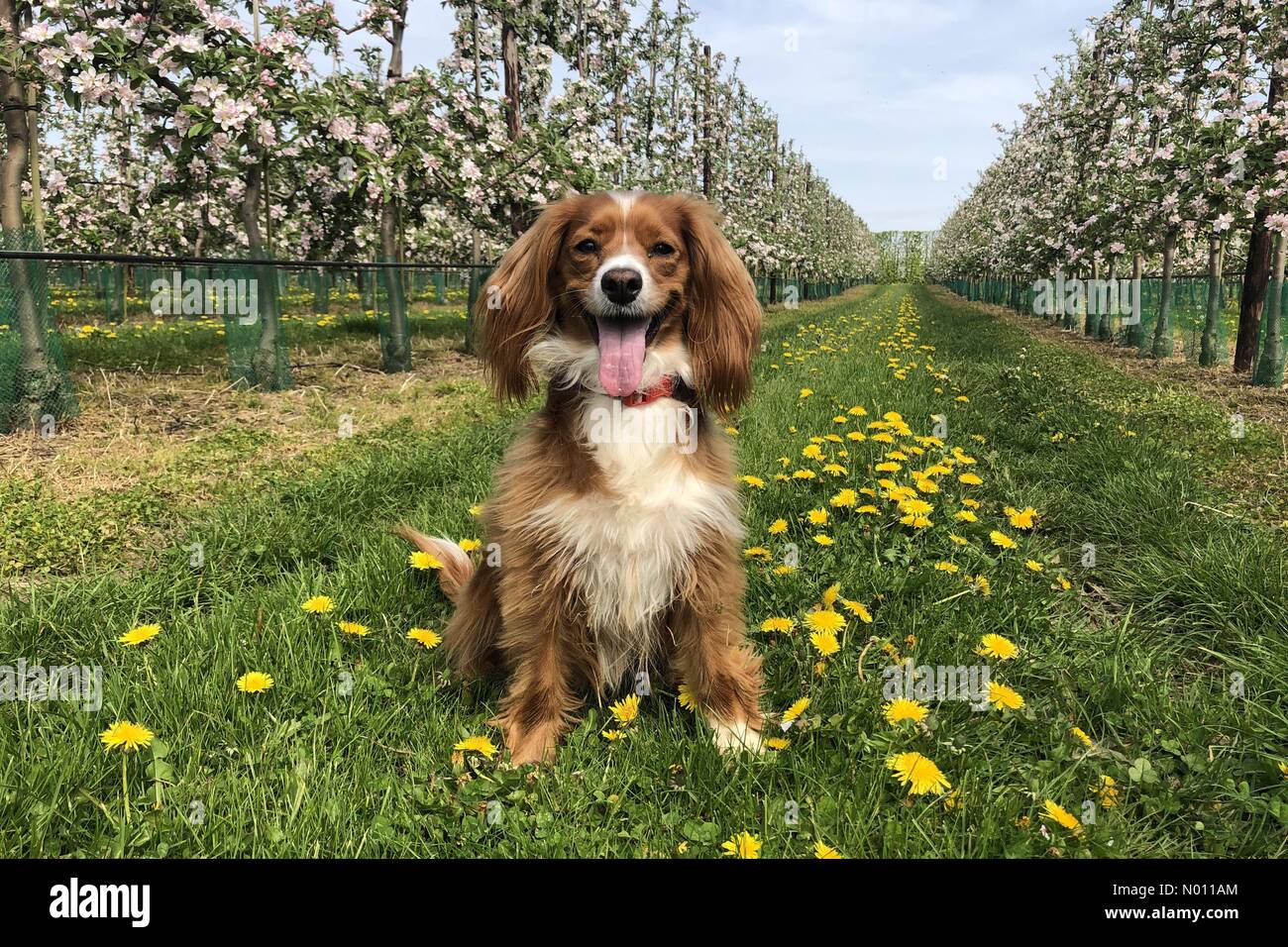 Cobham, Kent, UK. 22 avril, 2019. Météo France : 2 ans Cockapoo Pip pose dans les pissenlits dans un verger, en ce moment en fleurs, sur les vacances de banque lundi à Cobham, dans le Kent. Crédit : Rob Powell/StockimoNews/Alamy Live News Banque D'Images