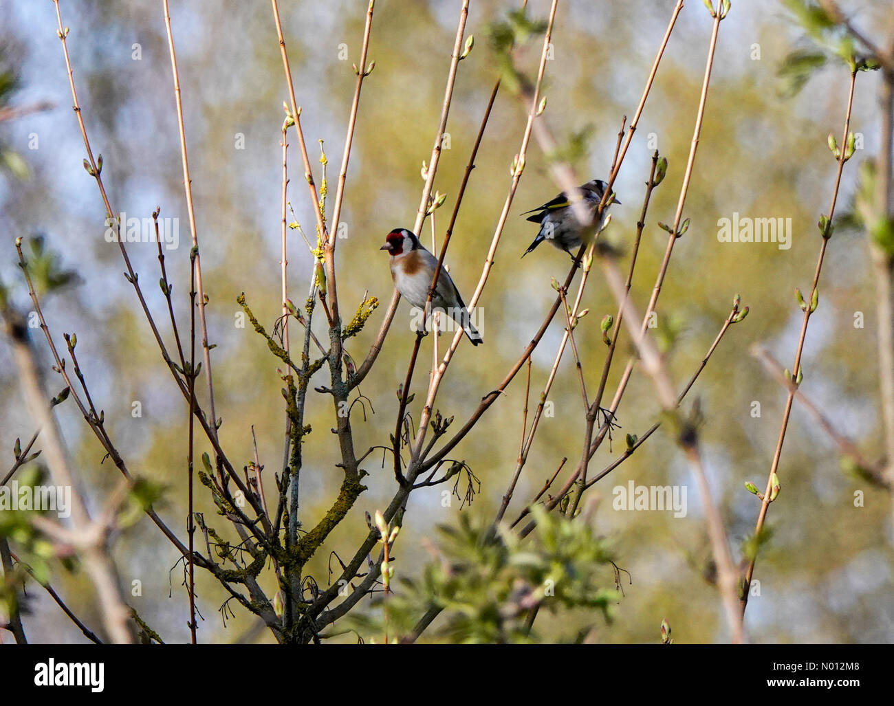 Godalming, Surrey. 7 avril 2020. Météo au Royaume-Uni : ensoleillé à Godalming. Avenue Sycamore, Godalming. 7 avril 2020. Une belle journée ensoleillée à travers les comtés de la maison. Une paire de goldfinches européens à Godalming, Surrey. Crédit: Jamesjagger/StockimoNews/Alay Live News Banque D'Images
