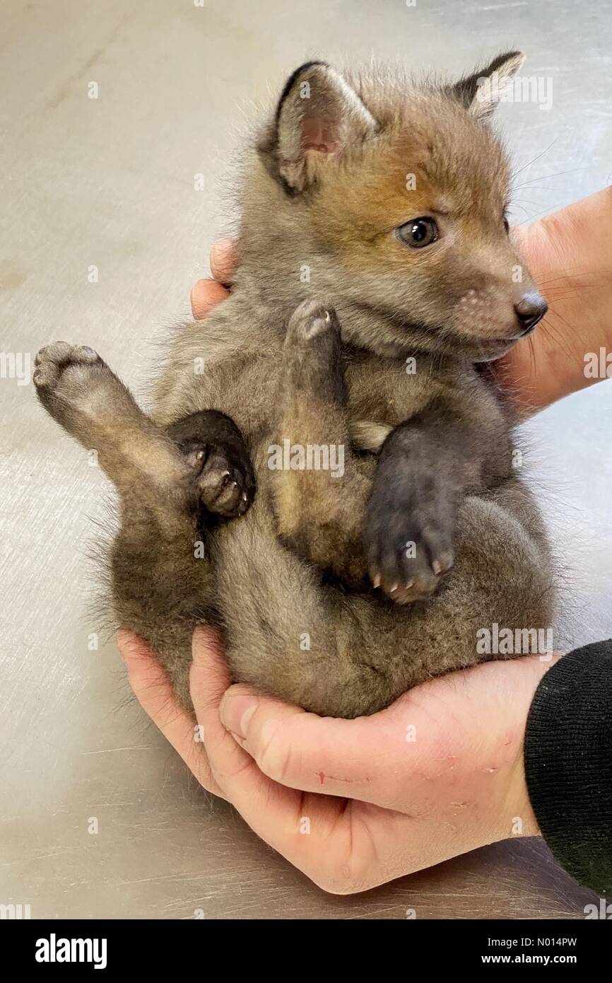 Newton Abbot Devon Royaume Uni 1er Mai 21 Cute Bebe Renard De 5 Semaines Cub Rowan A Elm Wildlife Centre De Sauvetage De Soins Et De Rehabilitation Le Plus Grand Centre De Sauvetage Seale