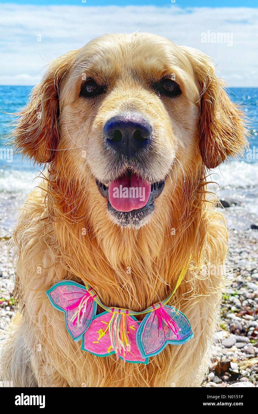 Wembury, Devon, Royaume-Uni. 6 juin 2021. Météo au Royaume-Uni : Raphael le Retriever portant un collier Sea and Circus lors d'une magnifique journée ensoleillée à la plage de Wembury, Devon. Credit: Nidpor/Alamy Live News Credit: Nidpor/StockimoNews/Alamy Live News Banque D'Images