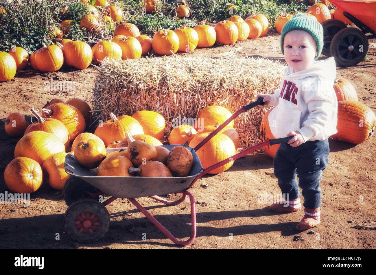 Abingdon, Royaume-Uni. 08th octobre 2022. Le jeune Bernie Cooper est heureux de sa pile de citrouilles à la ferme des meuniers, Frilford, Abingdon, Royaume-Uni. 8 octobre 2022. Crédit : nidpor / StockimoNews / Alamy Live News Banque D'Images