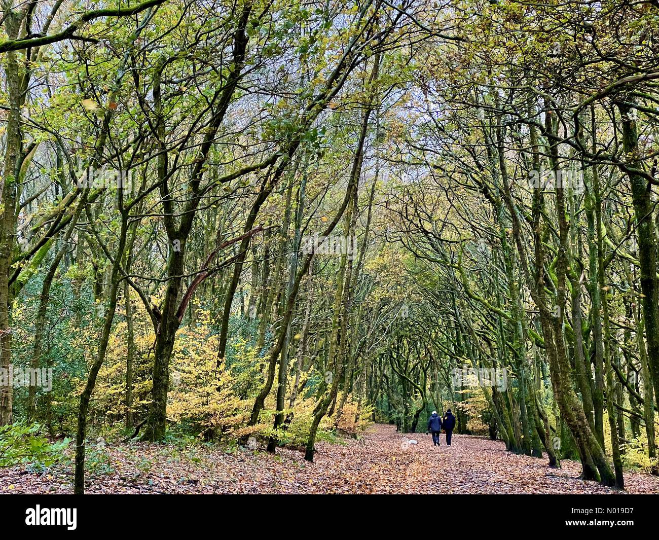 13 novembre 2023. UK Météo : couvert et venteux à Rivington, Chorley. Les gens marchent à travers les couleurs d'automne par une journée couverte et venteuse à Rivington près de Chorley, avec un tapis de feuilles d'automne tombées sur le chemin. Crédit : Lancashire Images/StockimoNews/Alamy Live News Banque D'Images 13 novembre 2023. UK Météo : couvert et venteux à Rivington, Chorley. Les gens marchent à travers les couleurs d'automne par une journée couverte et venteuse à Rivington près de Chorley, avec un tapis de feuilles d'automne tombées sur le chemin. Crédit : Lancashire Images/StockimoNews/Alamy Live News Banque D'Images