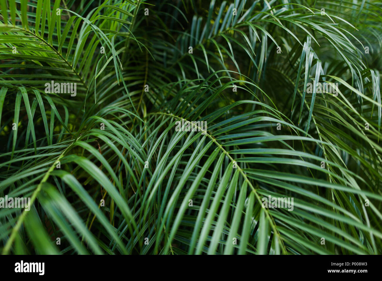 Photo De Fond De Feuillage Tropical Photo Stock Alamy Photo De Fond De Feuillage Tropical Photo Stock Alamy