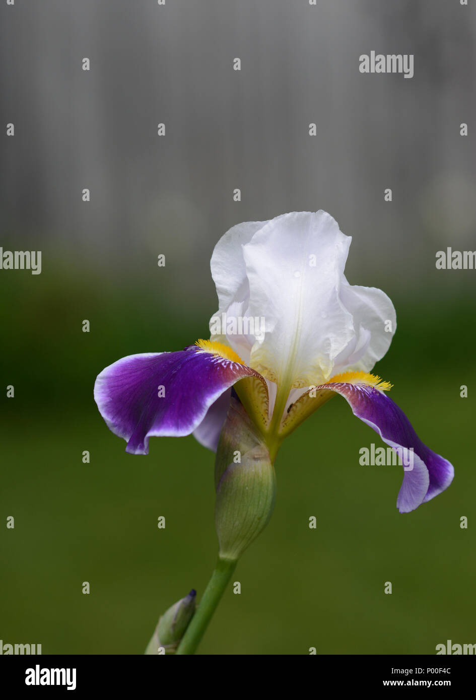 Libre d'un beau blanc et violet iris Banque D'Images