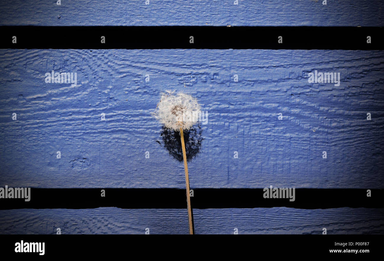 Un seul pissenlit sur un fond bleu Banque D'Images