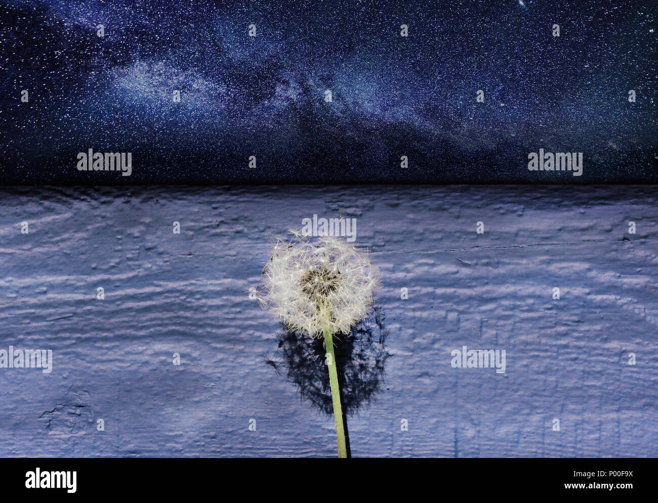 Un seul pissenlit contre un arrière-plan exotiques Banque D'Images