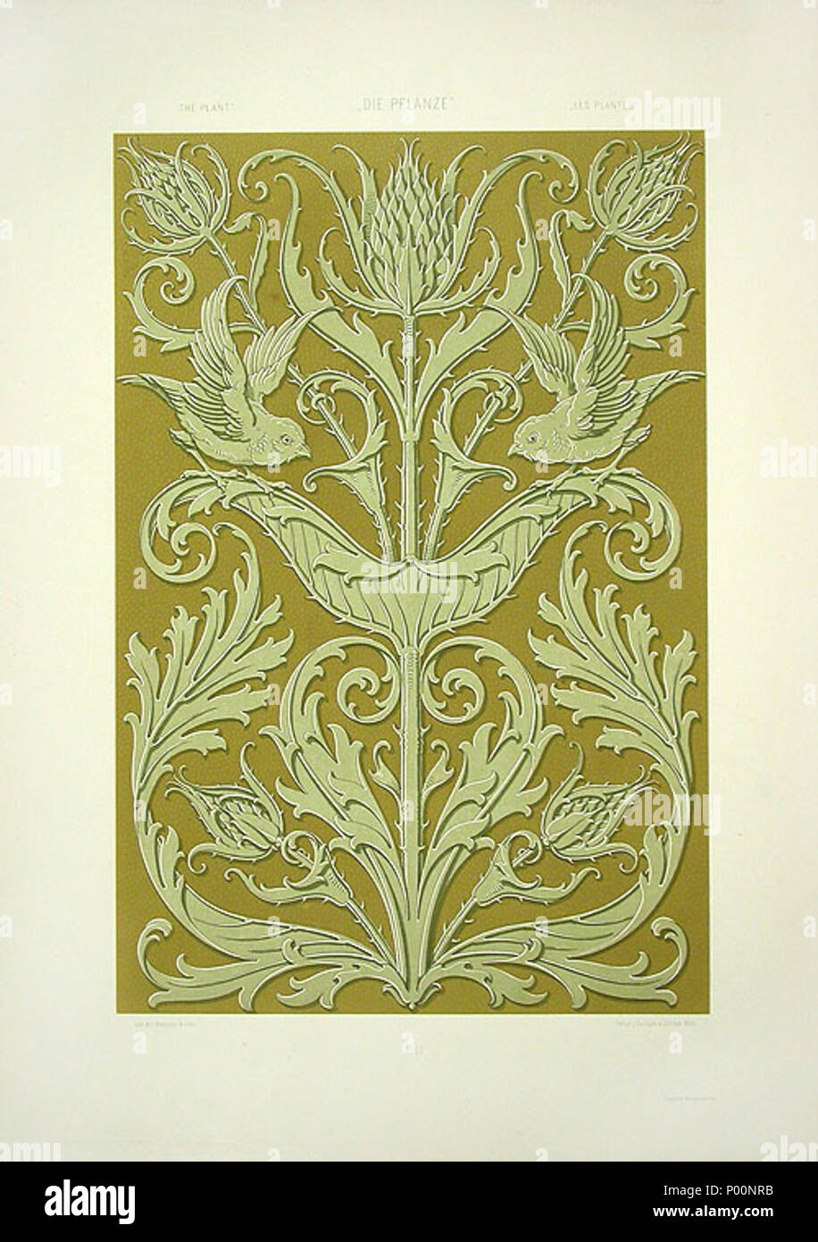 . Anglais : Lithographie par Anton Seder (1850-1916), Impression 1890 Art Nouveau, titre : Thistle . 27 janvier 2009, 13:03:39. Seder Seder Anton Anton 370 Chardon Banque D'Images
