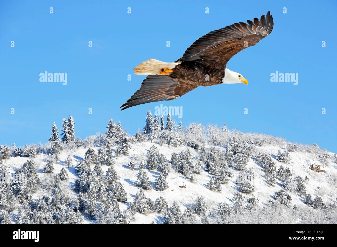 Aigle à tête blanche qui s'envolent dans un ciel bleu au-dessus du paysage d'hiver le matin d'hiver ensoleillé, Banque D'Images