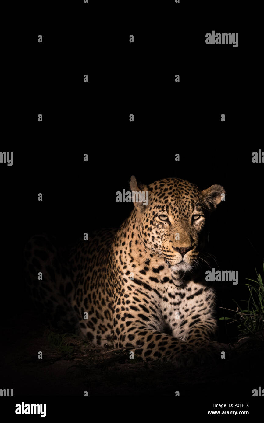 Grand mâle leopard dans la nuit Banque D'Images