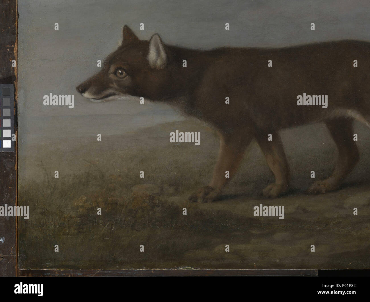 . English : 'Portrait d'un grand chien' (Dingo) 'Kangaroo' et 'Dingo' ont été commandé par Sir Joseph Banks (1743-1820) suite à sa participation sur le capitaine James Cook's premier voyage dans le Pacifique (1768-71), qui est aussi le premier voyage britannique consacrée exclusivement à la découverte scientifique. Les banques est une figure importante dans le développement de l'histoire naturelle et a été un important mécène de la science et l'art, les peintures ont été exécutées par George Stubbs (1724-1806), le peintre des animaux avant tout en Grande-Bretagne au cours du xviiie siècle, dans les deux ans de retour des banques. Ils sont les plus signi Banque D'Images