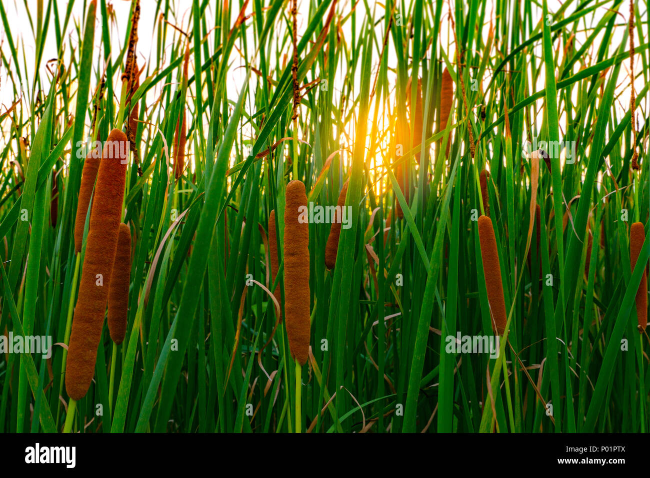 Typha angustifolia champ. L'herbe verte et marron fleurs. Les quenouilles et la lumière du soleil dans la soirée. Les feuilles de la plante sont plates, très étroit et haut. La sta Banque D'Images