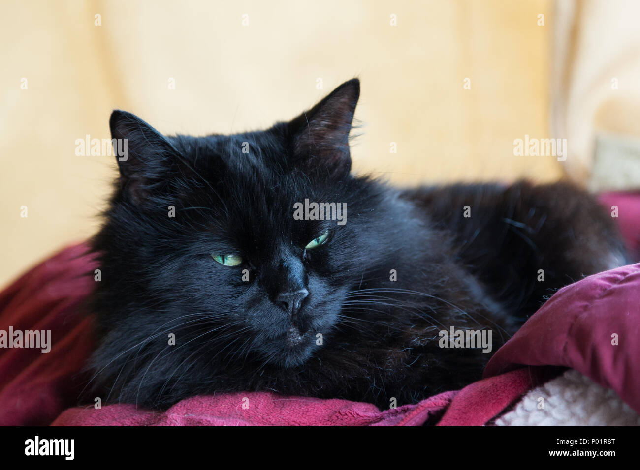 Un Chat Noir Aux Cheveux Longs Avec Des Yeux Verts Poses Sur Une Couverture Rouge Photo Stock Alamy