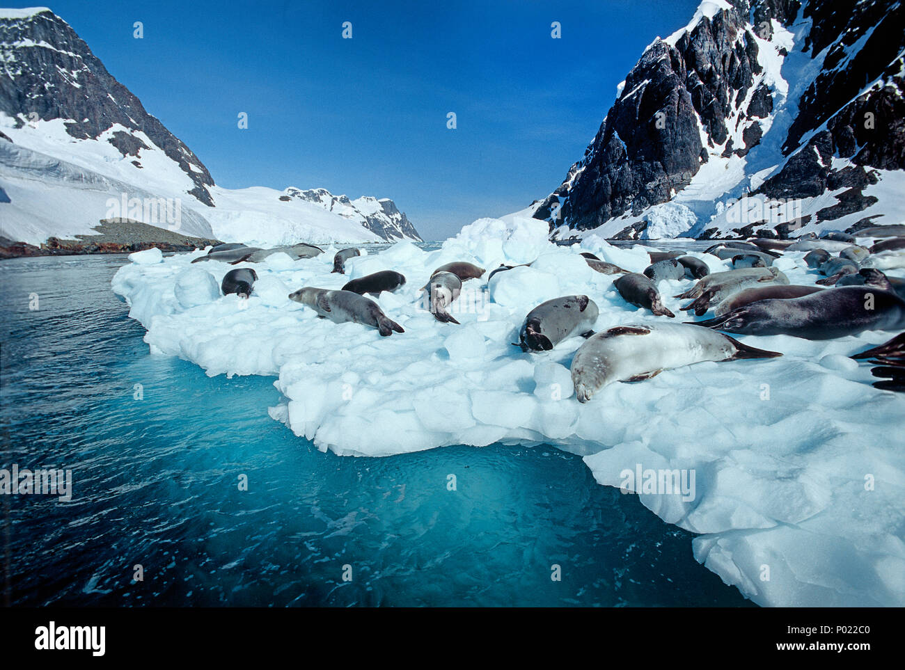Les phoques crabiers (Lobodon carcinophagus) reposant sur le banc de glace, l'Antarctique, Canal Lemaire Banque D'Images