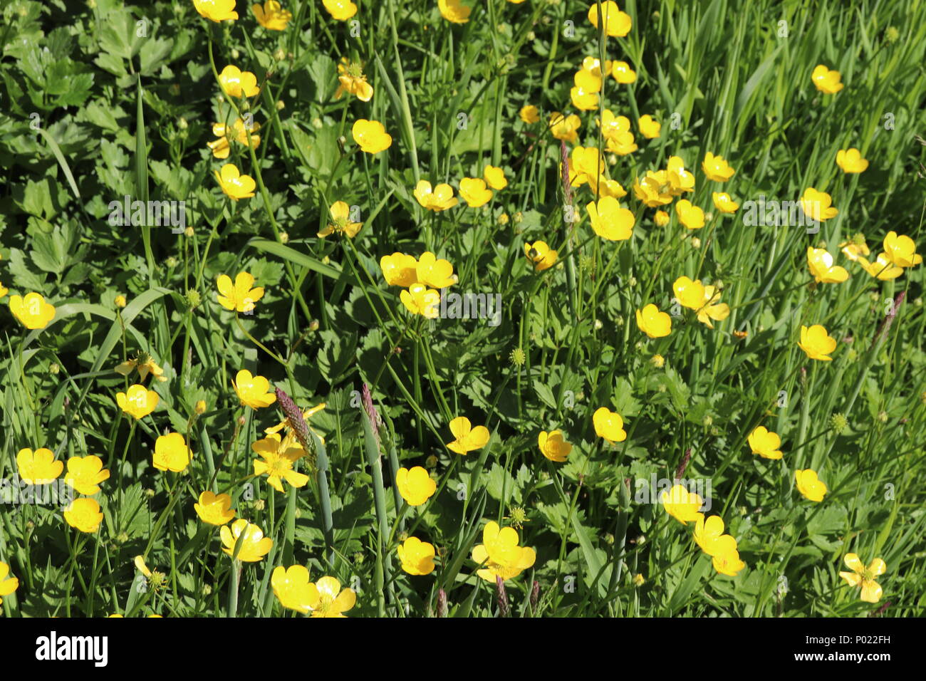 Renoncules jaunes poussent à l'état sauvage dans la région de Meadow Photo  Stock - Alamy