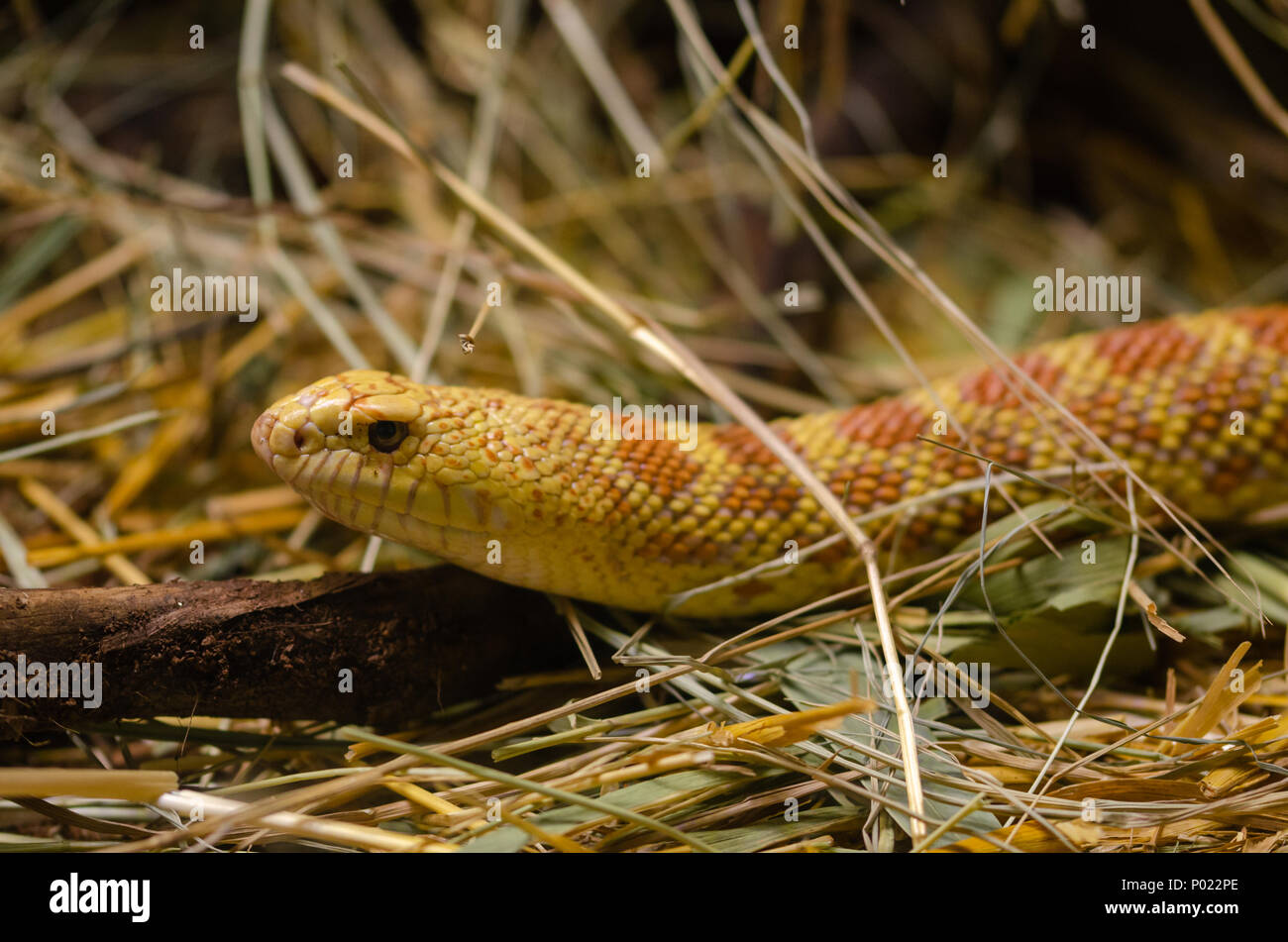 Corn snake (elophe rufodorsata) sur la paille. Banque D'Images