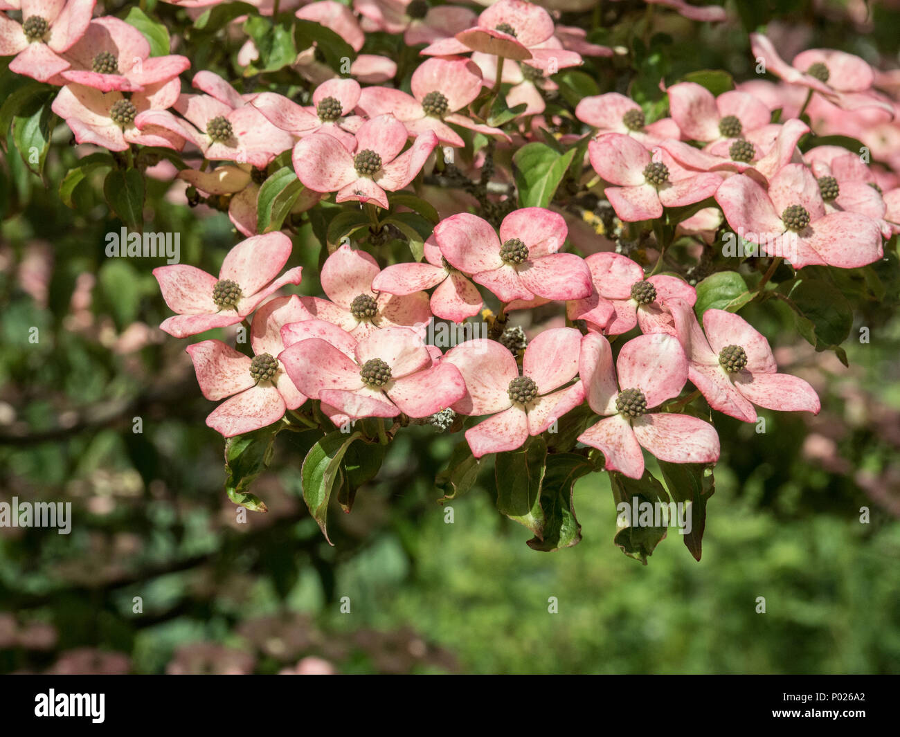 La coquille des fleurs roses de Cornus kousa Satomi Miss Banque D'Images