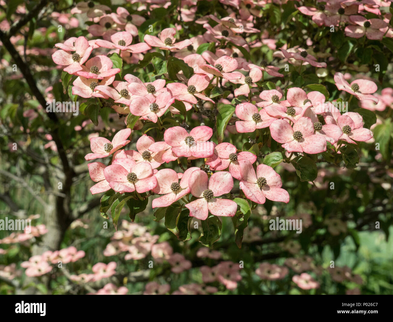 La coquille des fleurs roses de Cornus kousa Satomi Miss Banque D'Images