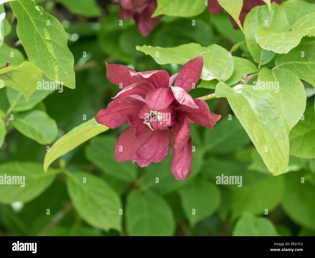 Gros plan d'une seule fleur de Sinocalycanthus raulstonii 'Hartlage Wine' Banque D'Images
