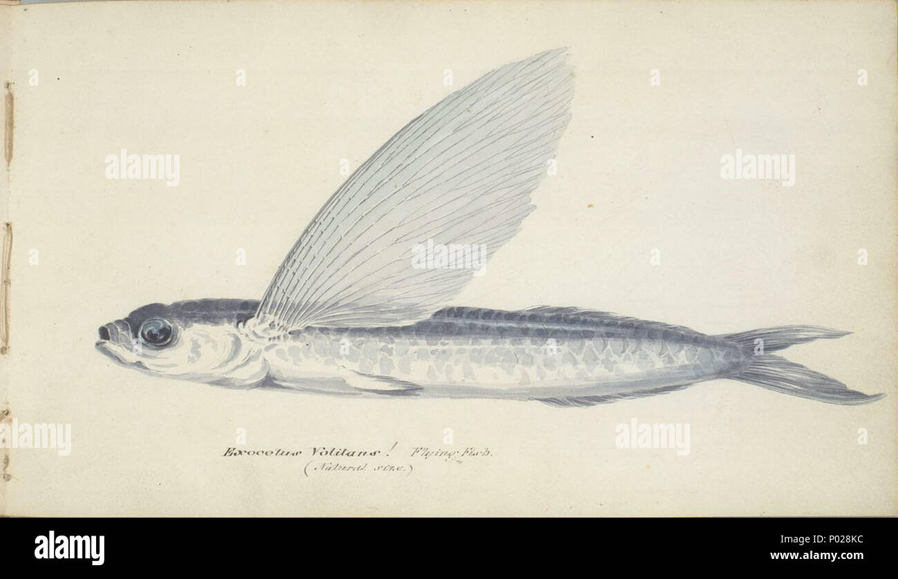 . Anglais : Exocetus Volitans, poissons volants, grandeur nature. Dessin sur papier : l'aquarelle. Dimensions : 13,7 x 23,7 cm. . Entre 1825 et 1827 circa circa. William Smyth (1800-1877) officier de marine Anglais Description et l'artiste Date de naissance/décès 1800 1877 Contrôle d'autorité : Q21466465 : VIAF ?91777922 ISNI : ?0000 0000 7979 7980 RCAC : ?non ?3520915789011316 NLA : GND : ?100339069 26 WorldCat William Smyth flying fish Banque D'Images