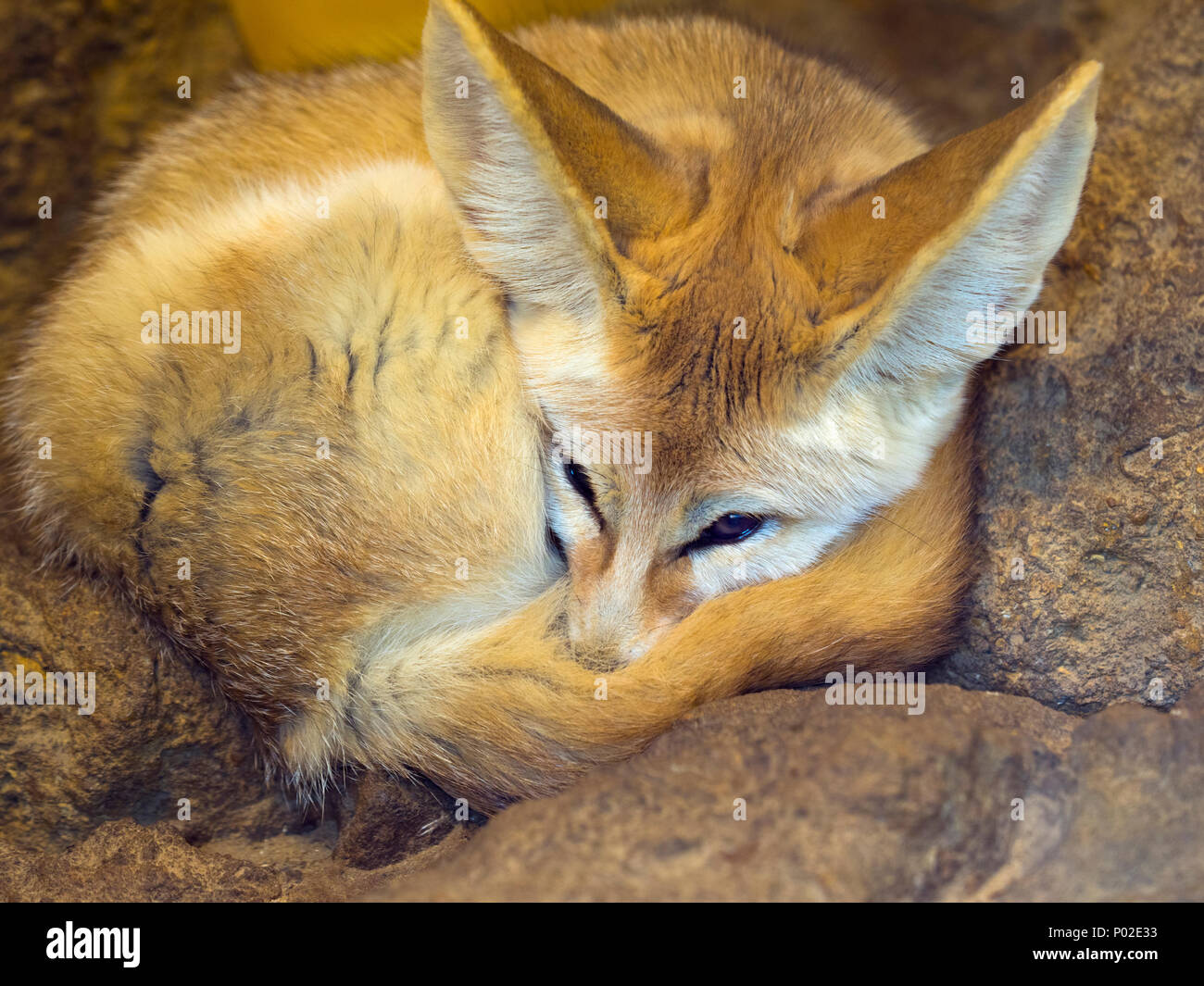 Fennec Fox Vulpes zerda dormir photographie en captivité Banque D'Images