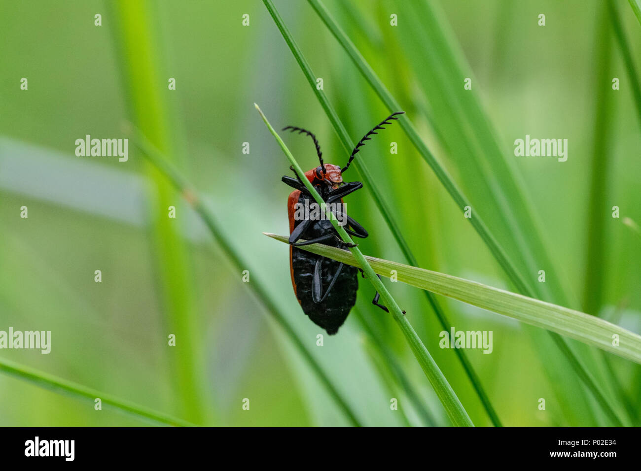 Soldat rouge commun beetle, également connu sous le nom de la ponderosa bloodsucker ou corrections stupides Berce du Caucase, la maintenant sur un seul brin d'herbe Banque D'Images